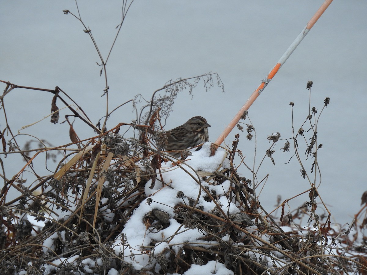 Chingolo Cantor - ML647702734