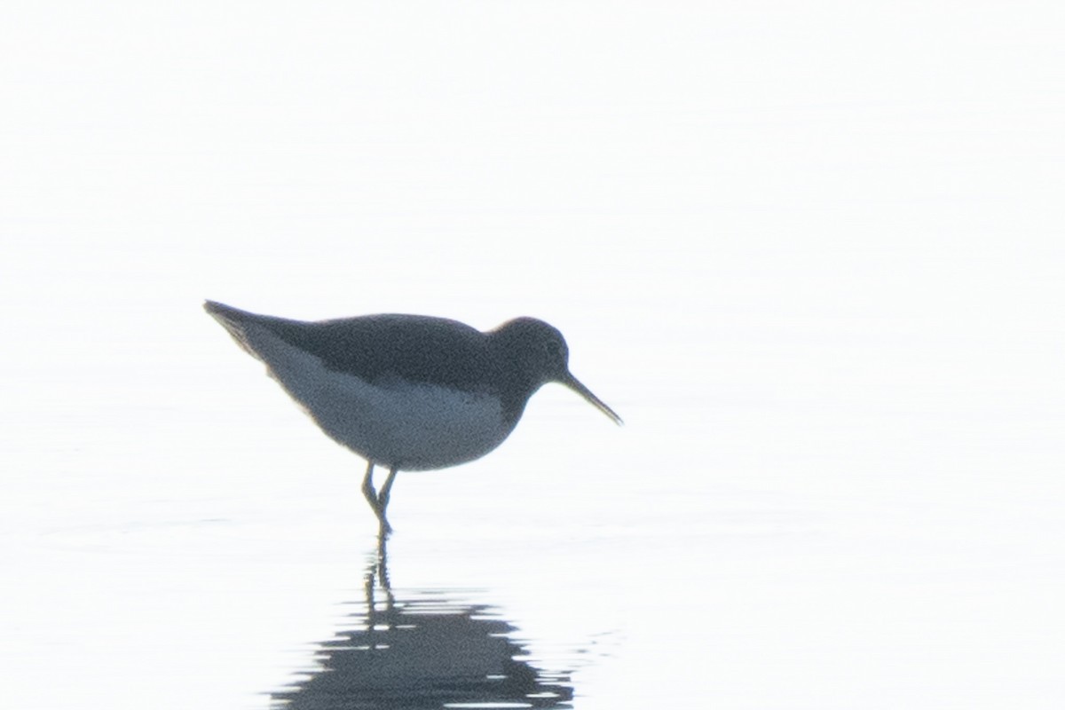 Andarríos Grande - ML647702735