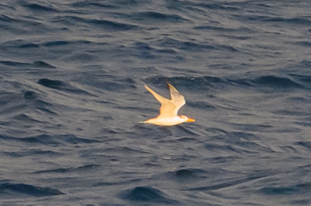 Charrán Real Americano - ML647702737