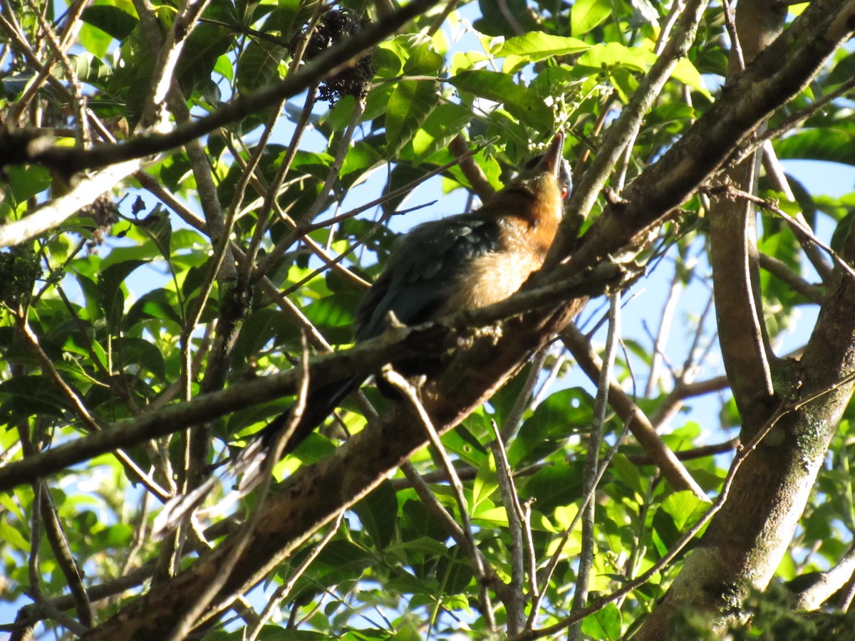 Momoto Diademado - ML647702738