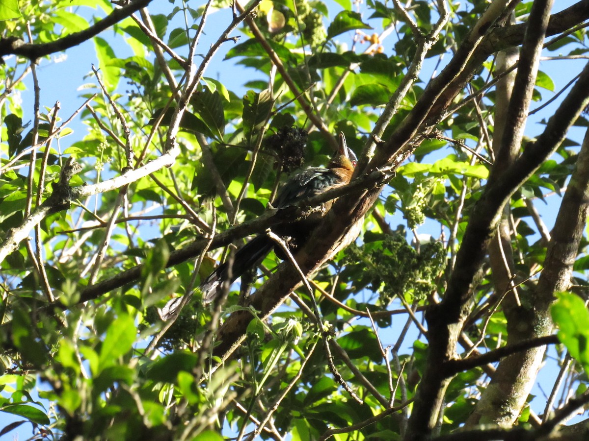 Momoto Diademado - ML647702739