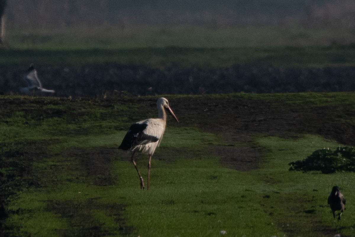 Cigüeña Blanca - ML647702740