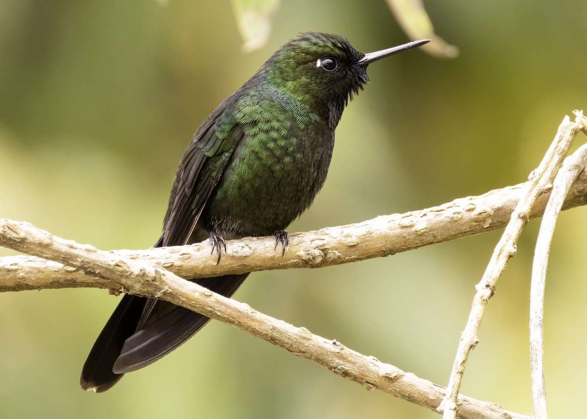 Colibrí Turmalina - ML647702741