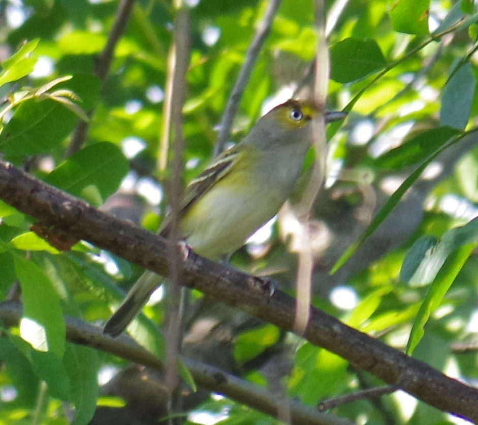 Weißaugenvireo - ML647702742