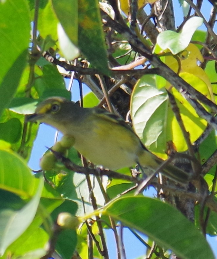 Weißaugenvireo - ML647702743