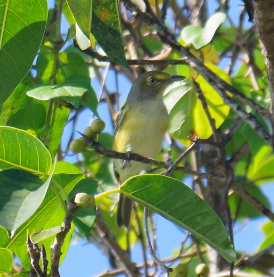 Weißaugenvireo - ML647702744