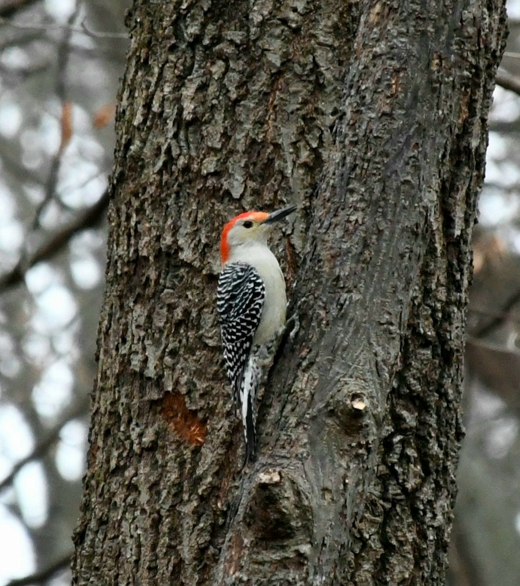 Carpintero de Carolina - ML647702745