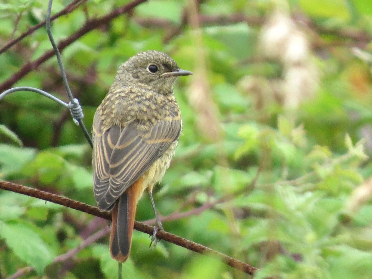 Petirrojo Europeo - ML647702746