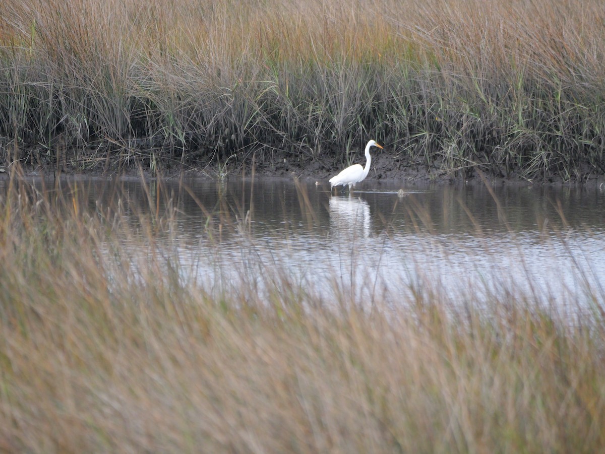 Garceta Grande - ML647702748