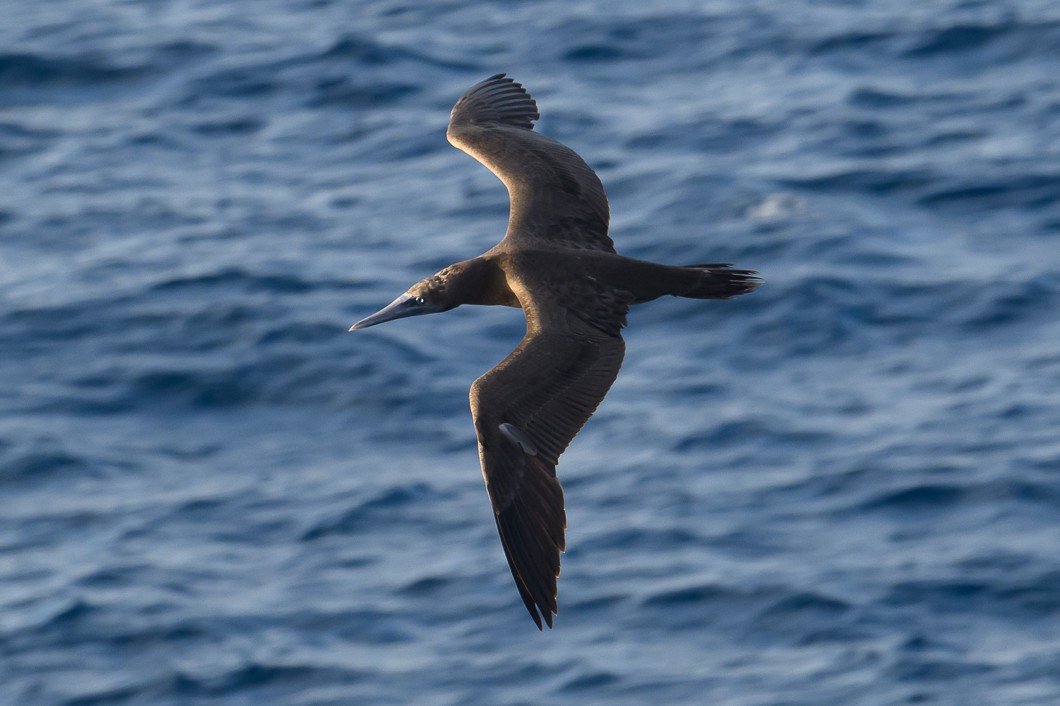 Piquero Pardo - ML647702749