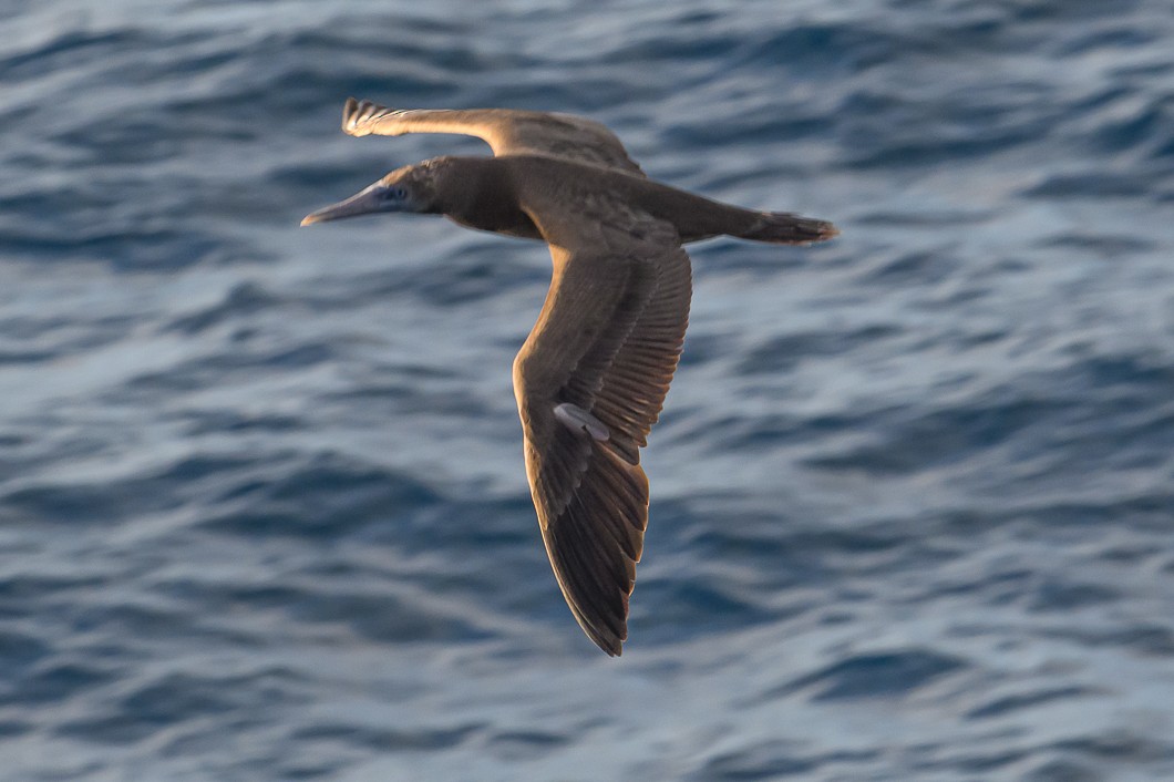 Piquero Pardo - ML647702750