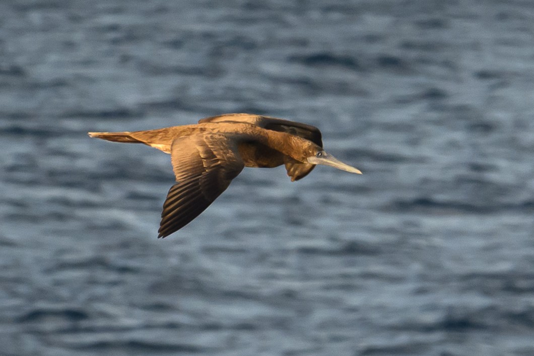 Piquero Pardo - ML647702751