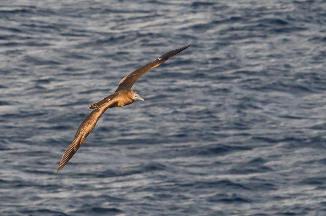 Piquero Pardo - ML647702752