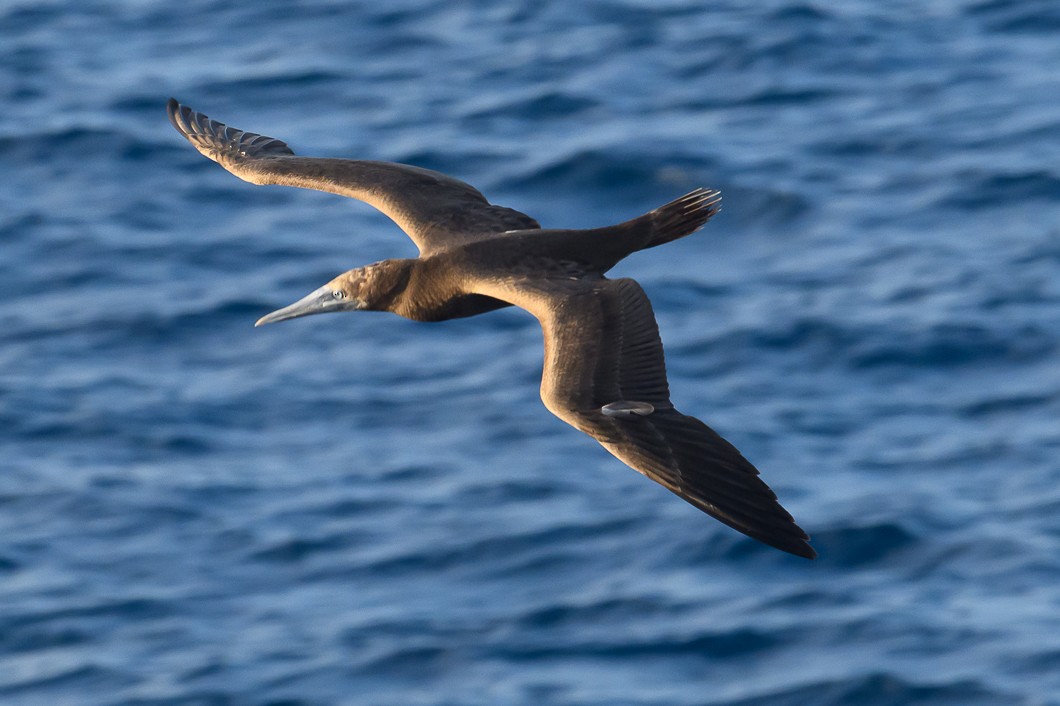 Piquero Pardo - ML647702753