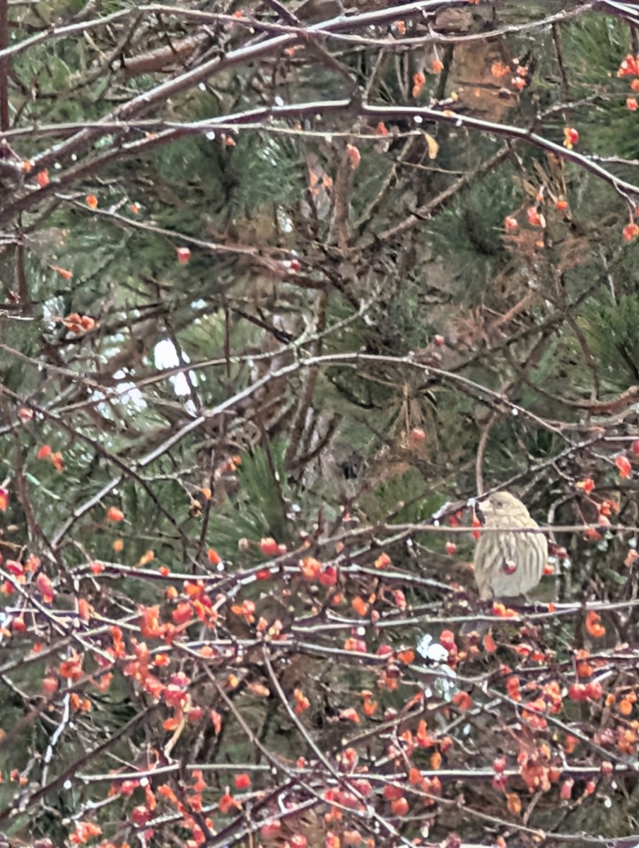 Camachuelo Mexicano - ML647702754