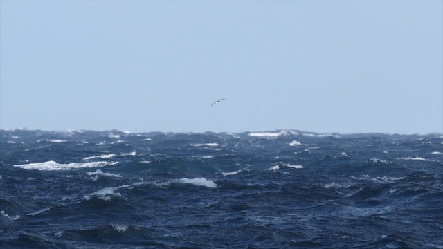 Альбатрос жовтодзьобий індійський - ML647702755