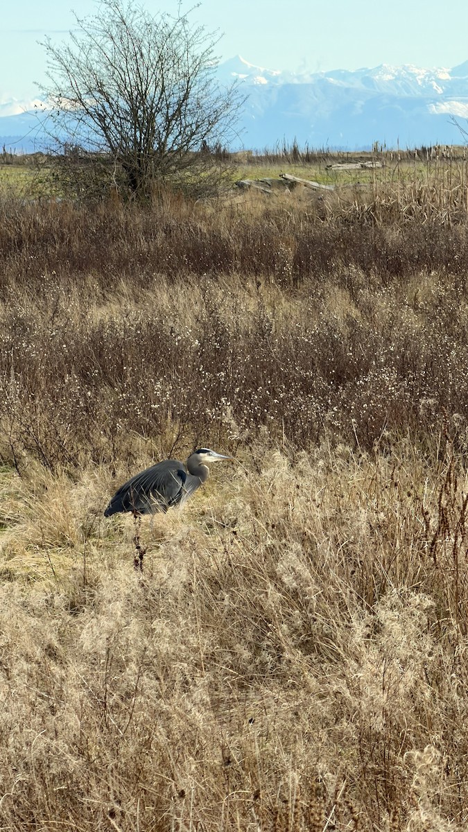 Garza Azulada - ML647702757