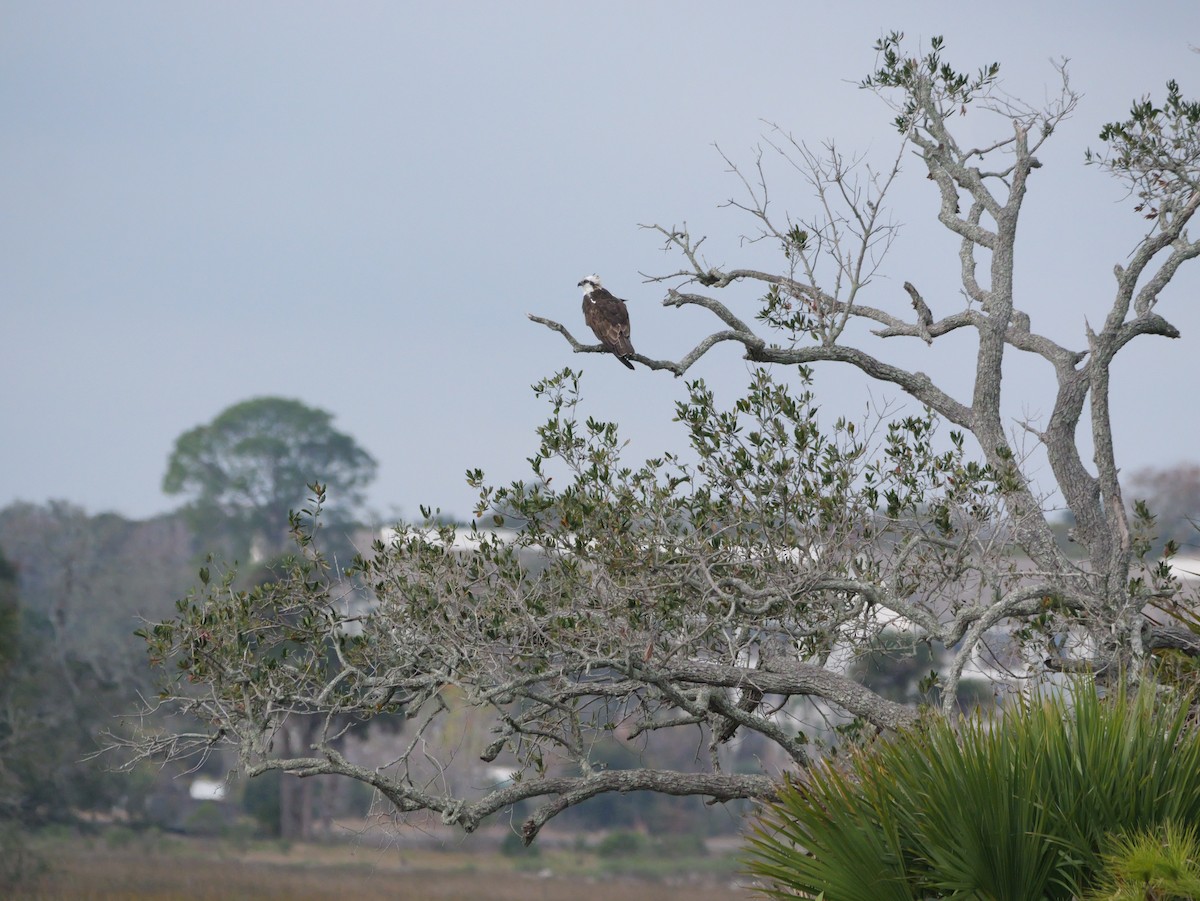 Águila Pescadora - ML647702758