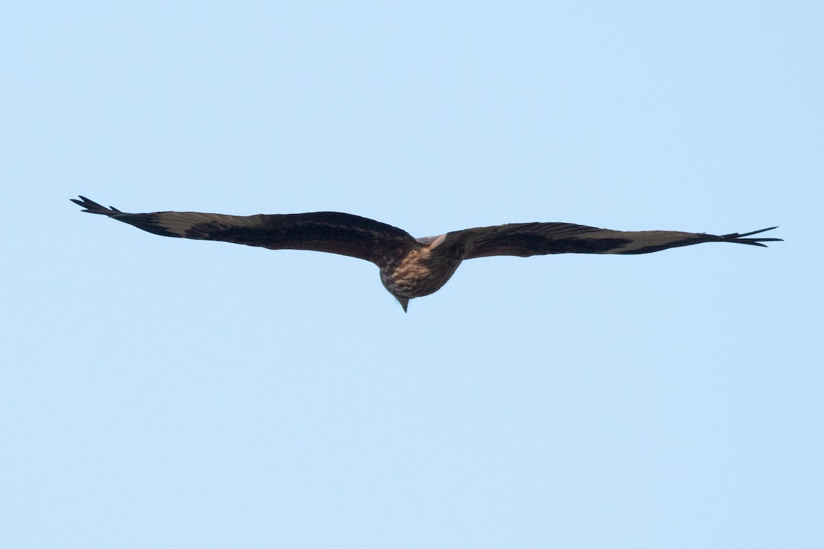 Red Kite - ML647702775