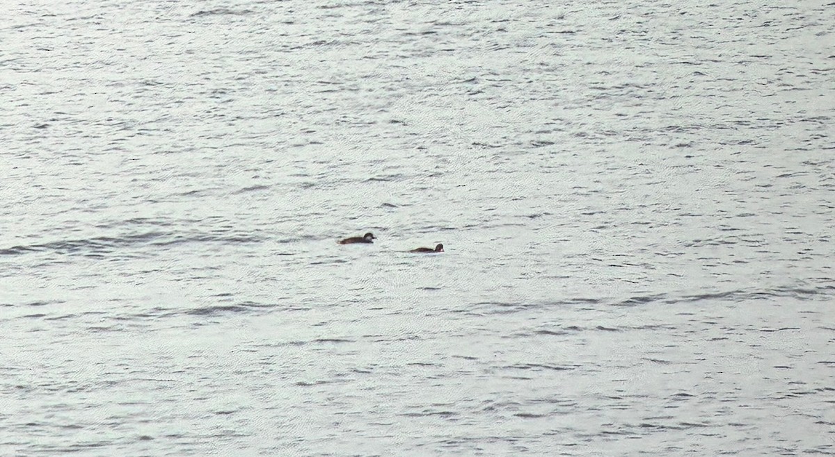 Common Scoter - ML647702782