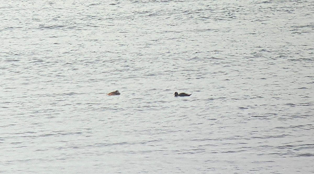 Common Scoter - ML647702798