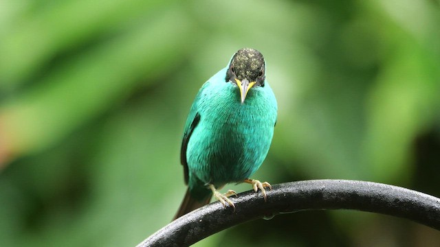 Саї великий - ML647702802