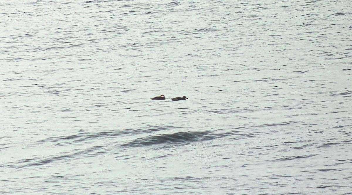 Common Scoter - ML647702803