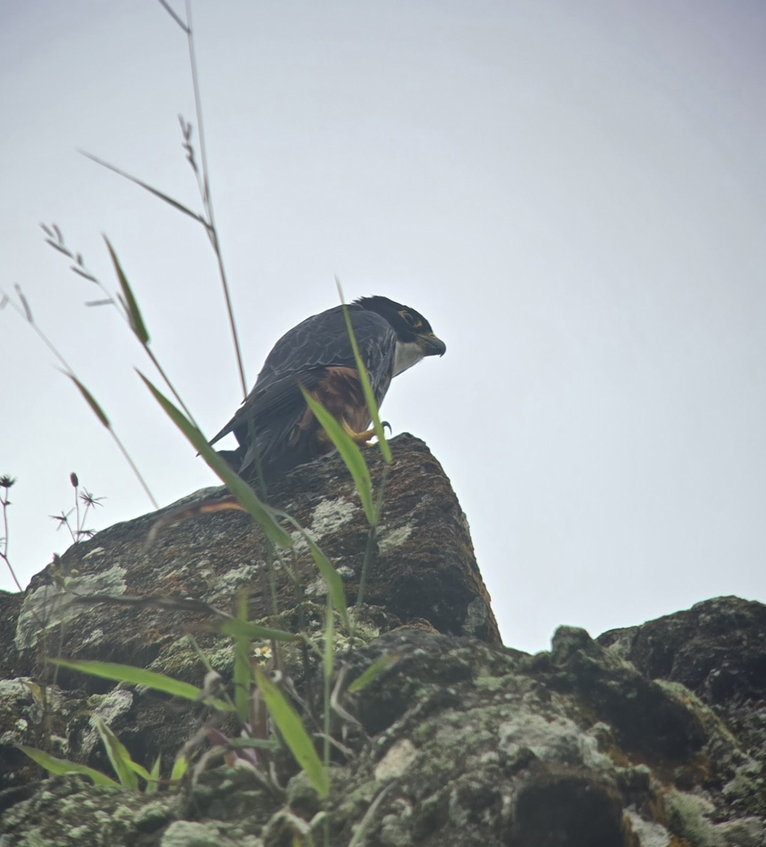 Orange-breasted Falcon - ML647702810