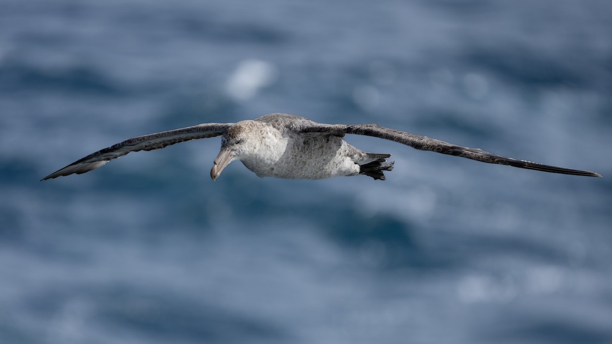 Kuzey Dev Fırtınakuşu - ML647702839