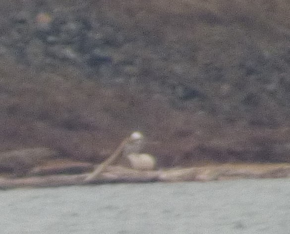 Snowy Owl - ML647702851