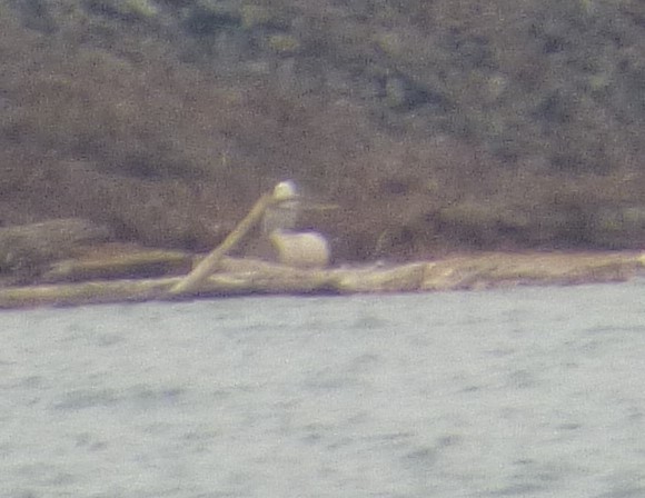 Snowy Owl - ML647702852