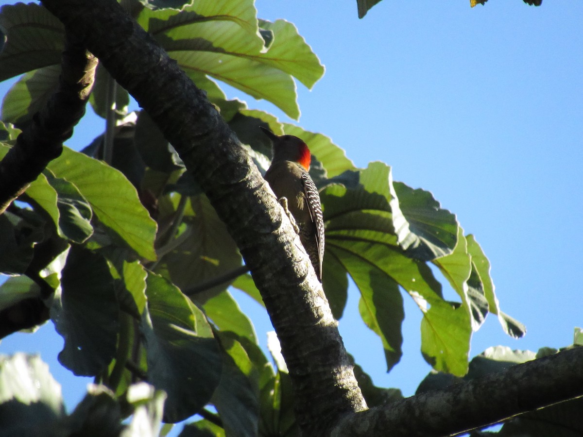 Golden-fronted Woodpecker - ML647702895