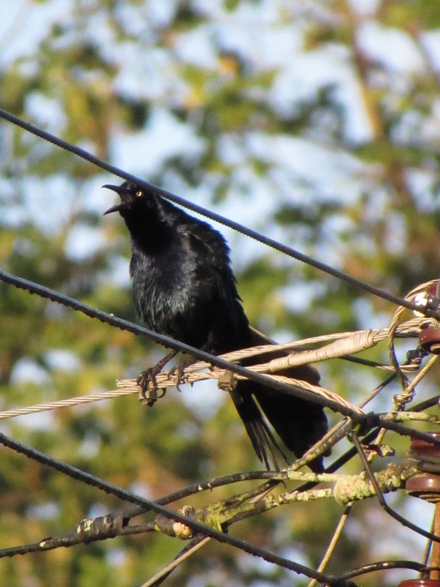 Great-tailed Grackle - ML647702910