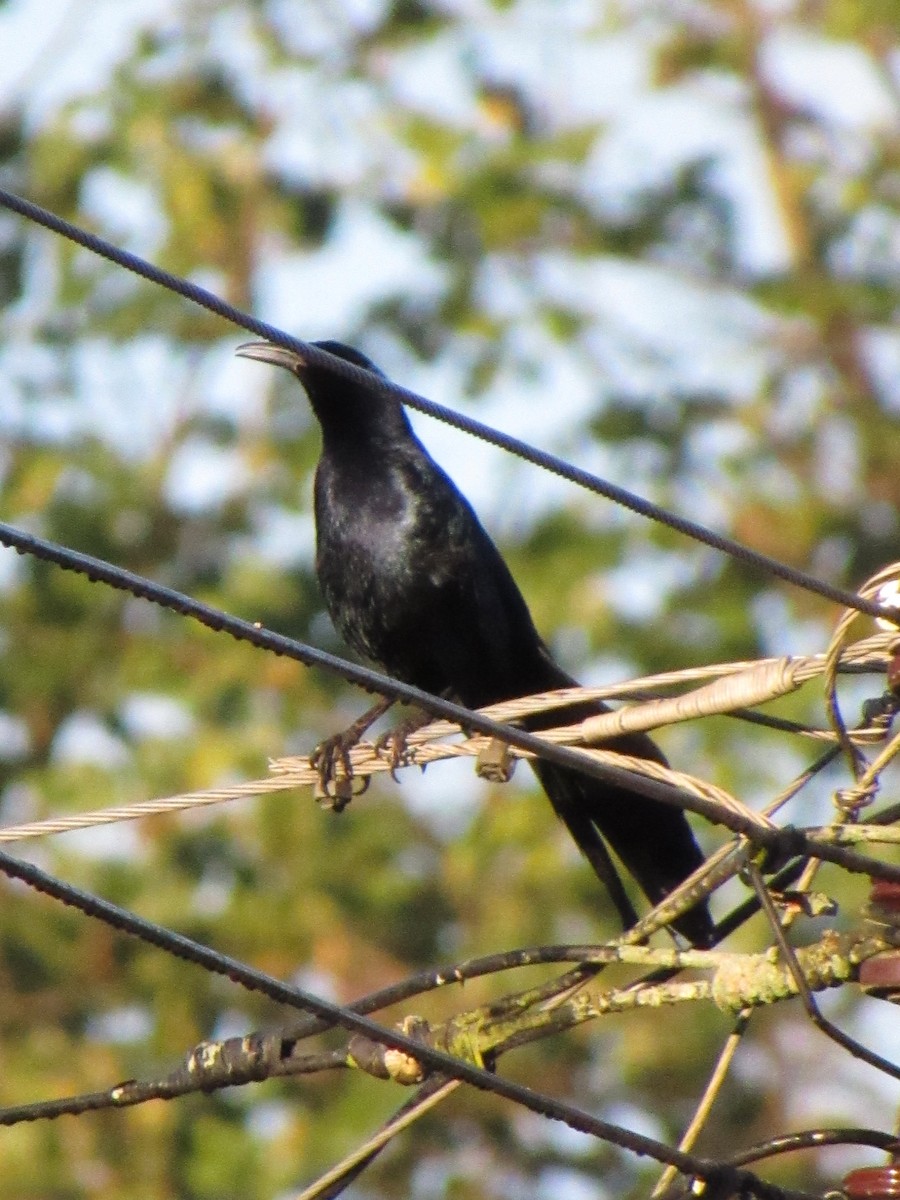 Great-tailed Grackle - ML647702911