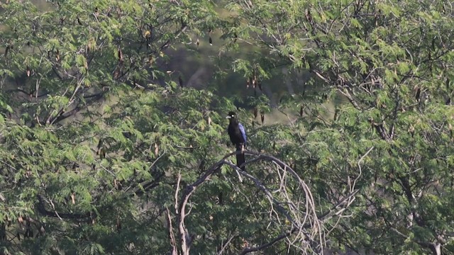 Пая велика - ML647702913