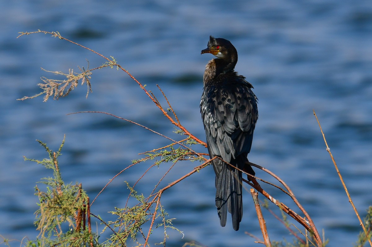 Reed Cormorant - ML647702916