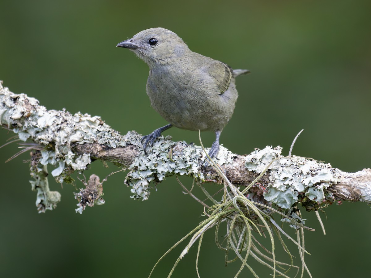 Tangara Palmera - ML647702931