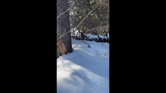 Дятел північний - ML647702940