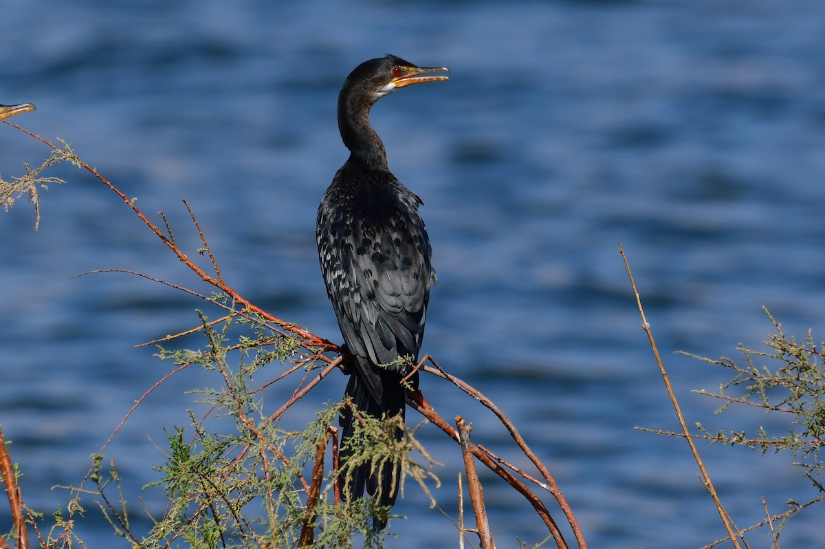 Cormoran africain - ML647702941