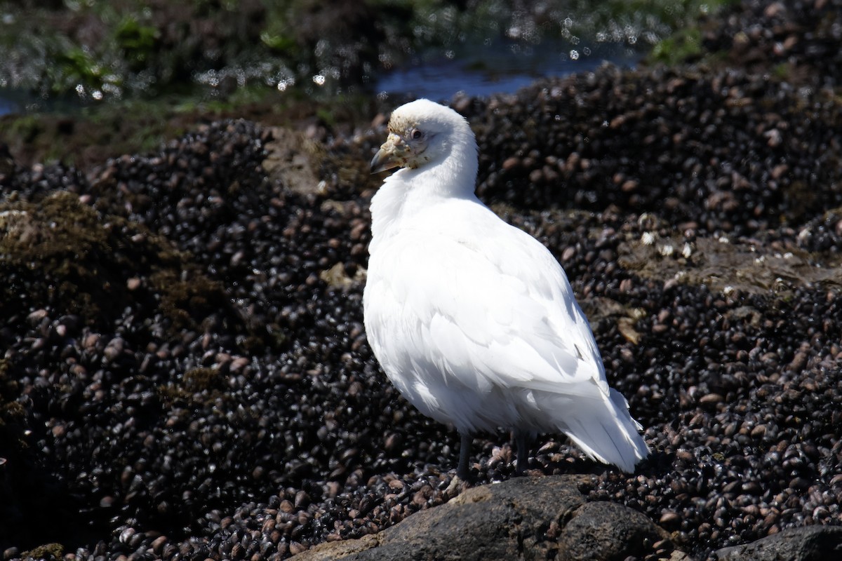 Snowy Sheathbill - ML647702962