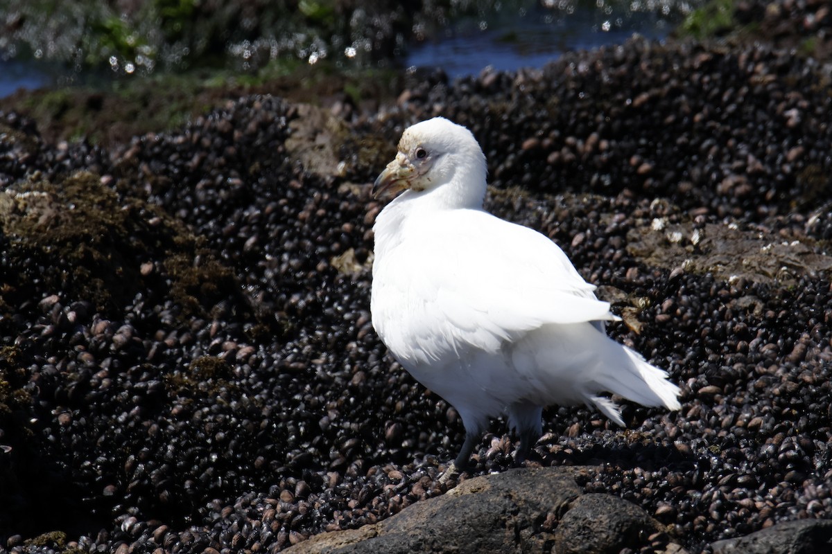 Snowy Sheathbill - ML647702963