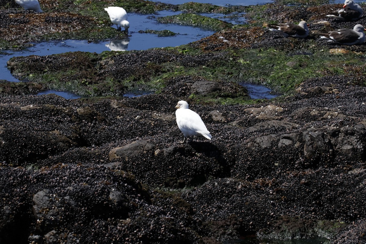 Snowy Sheathbill - ML647702964