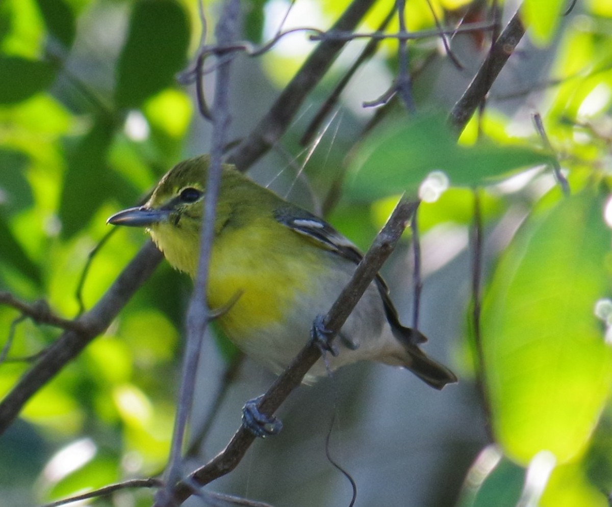 キノドモズモドキ - ML647702977