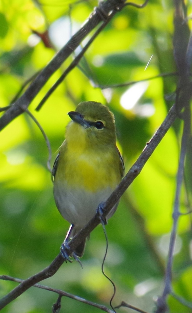 キノドモズモドキ - ML647702980