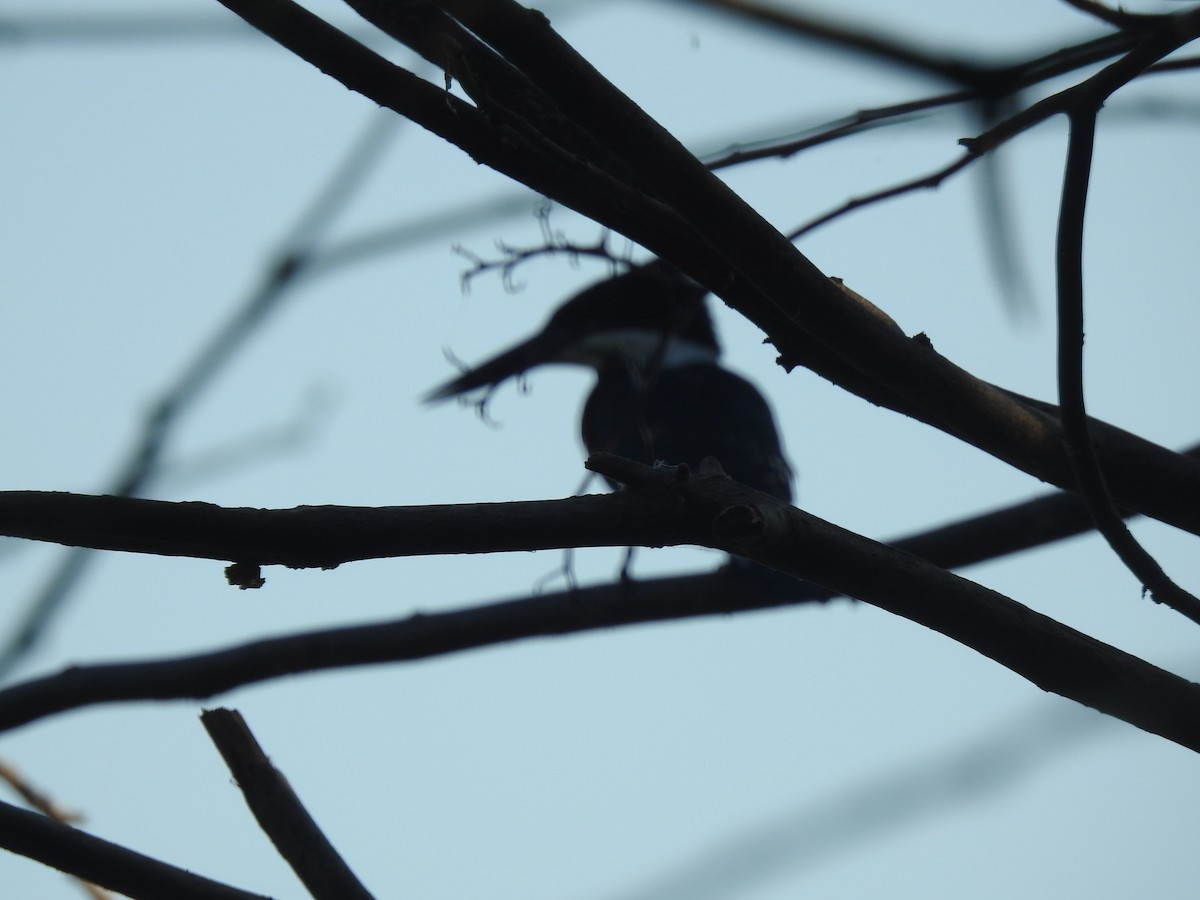 Green Kingfisher - ML647702981