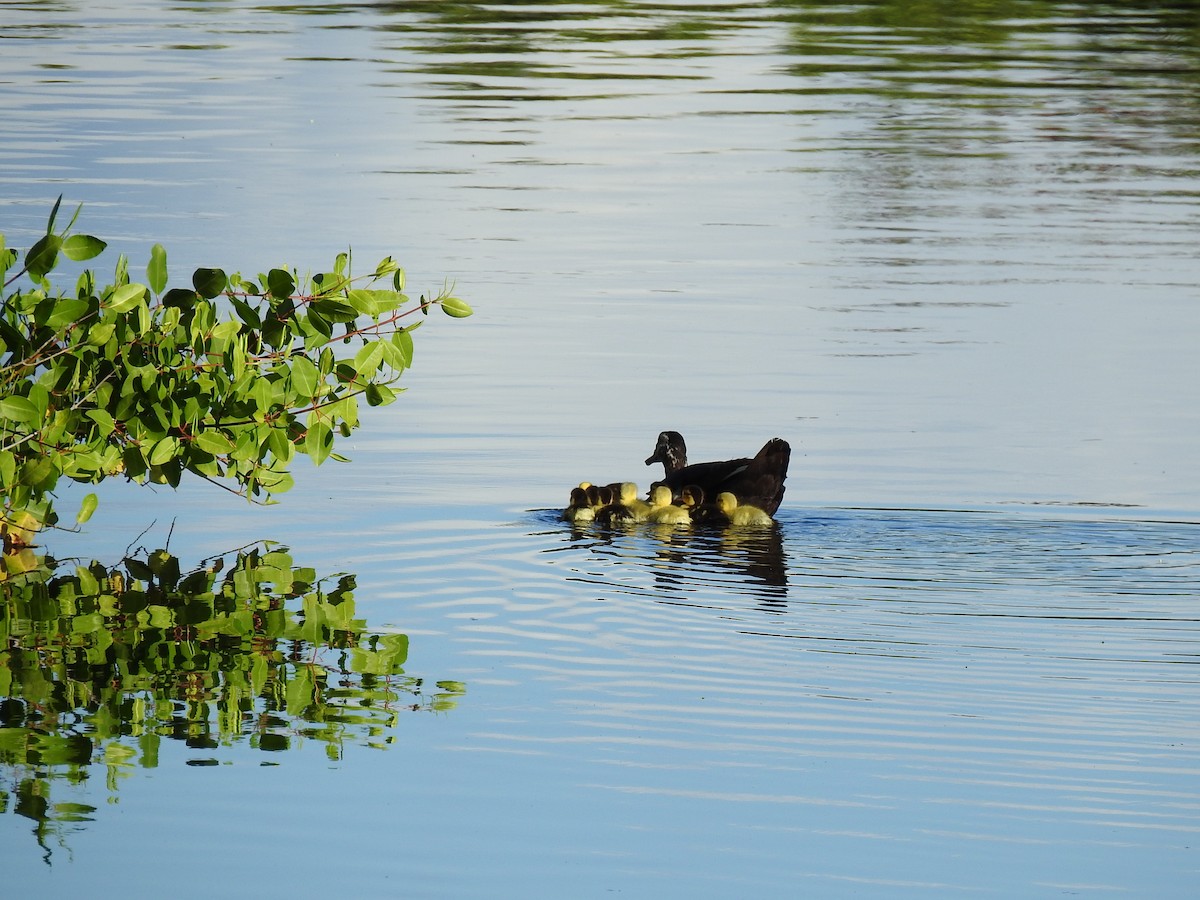 Muscovy Duck (Domestic type) - ML647702982