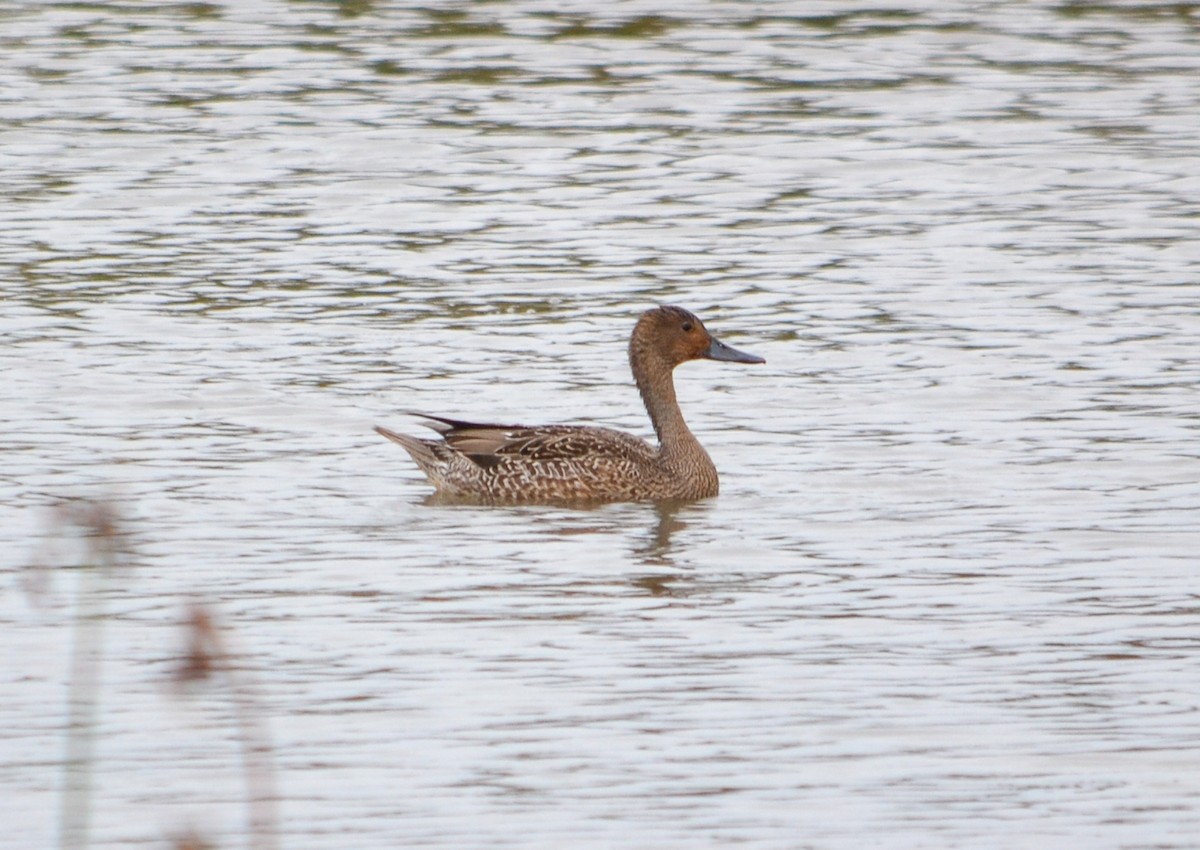 Northern Pintail - ML647702985