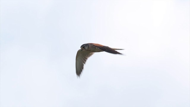 Боривітер австралійський - ML647702989