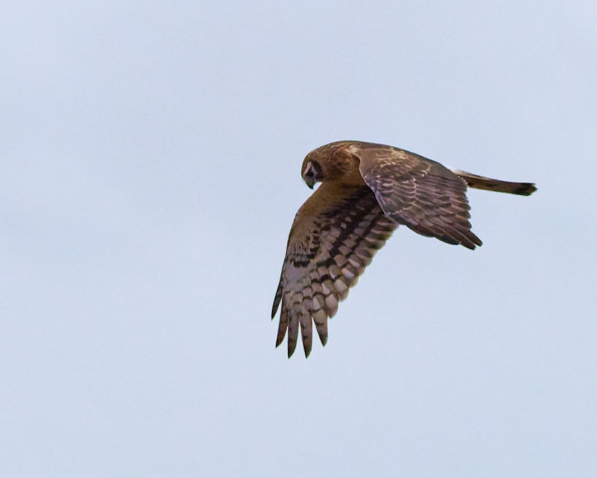 Northern Harrier - ML647702991