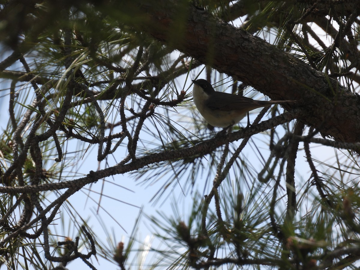 Western Orphean Warbler - ML647702992